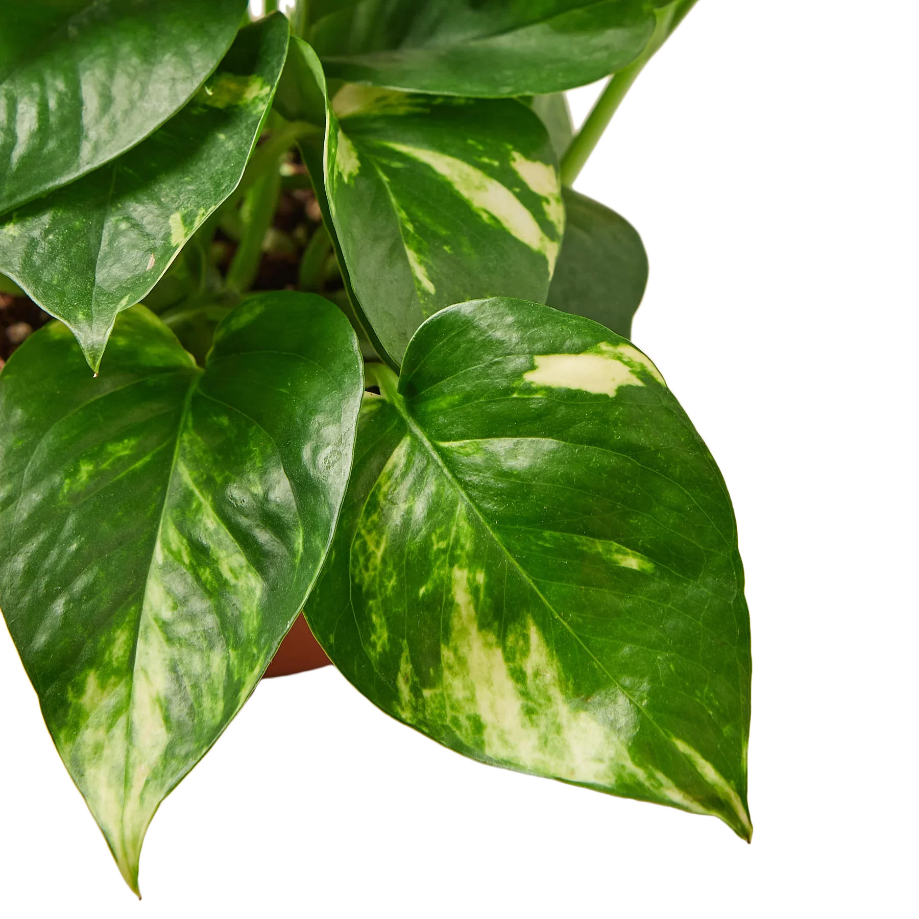 Pothos 'Golden' potted plant