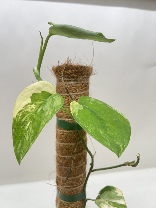 Pothos Jade Satin Albo potted plant