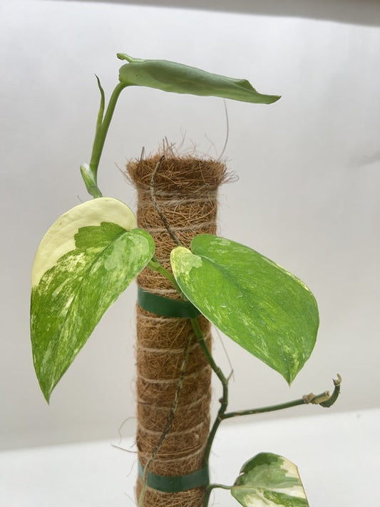 Pothos Jade Satin Albo potted plant
