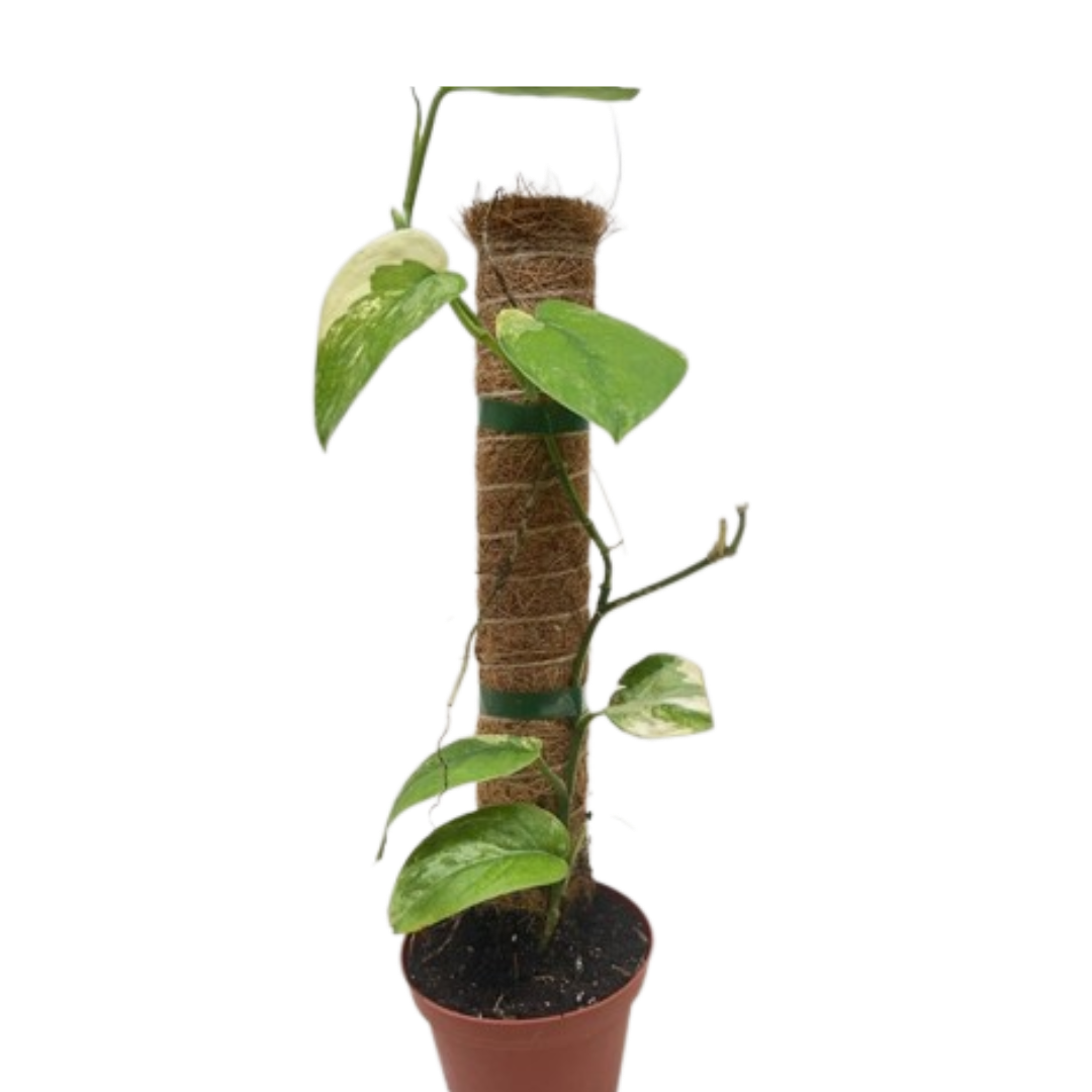 Pothos Jade Satin Albo potted plant