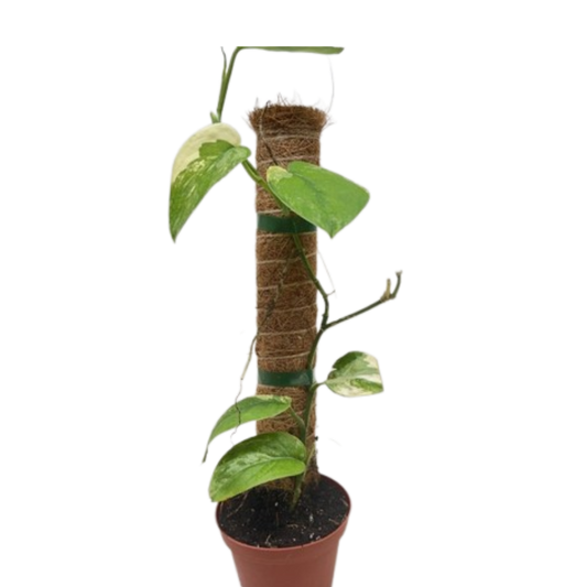 Pothos Jade Satin Albo potted plant