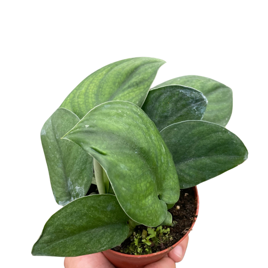 Pothos Jade Satin potted plant