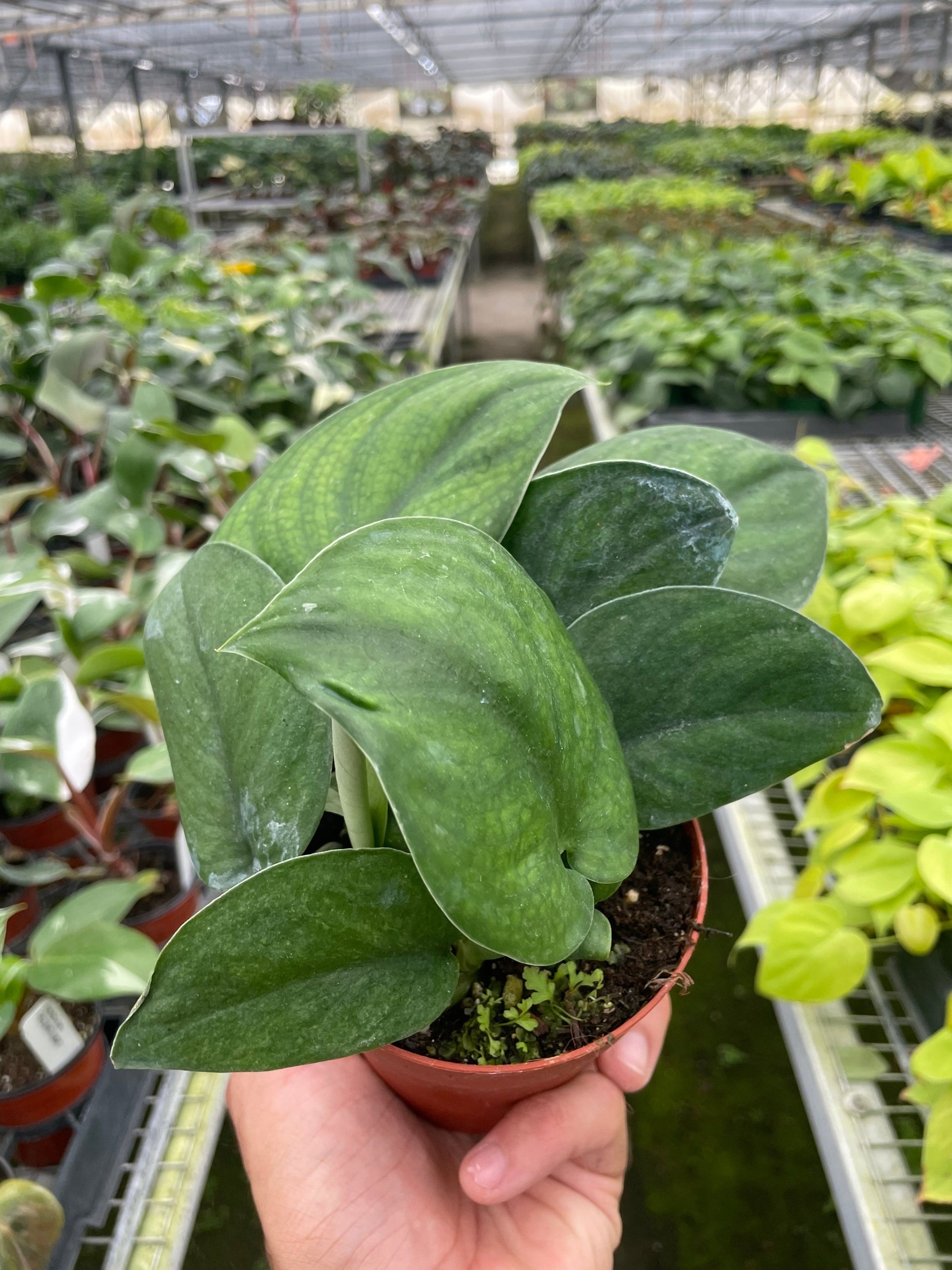 Pothos Jade Satin potted plant