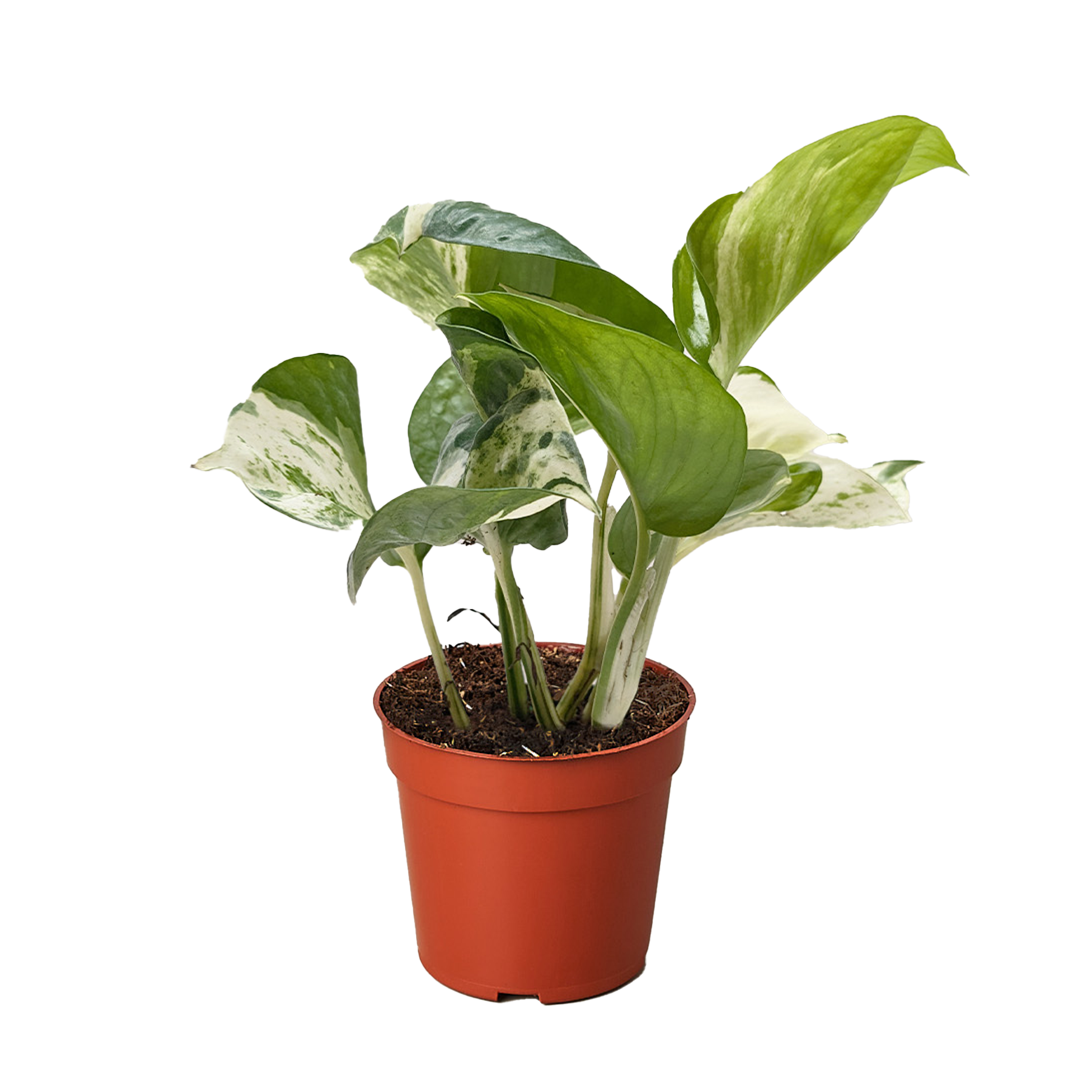 Pothos Manjula potted plant