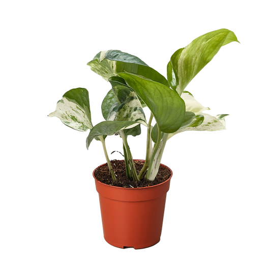 Pothos Manjula potted plant