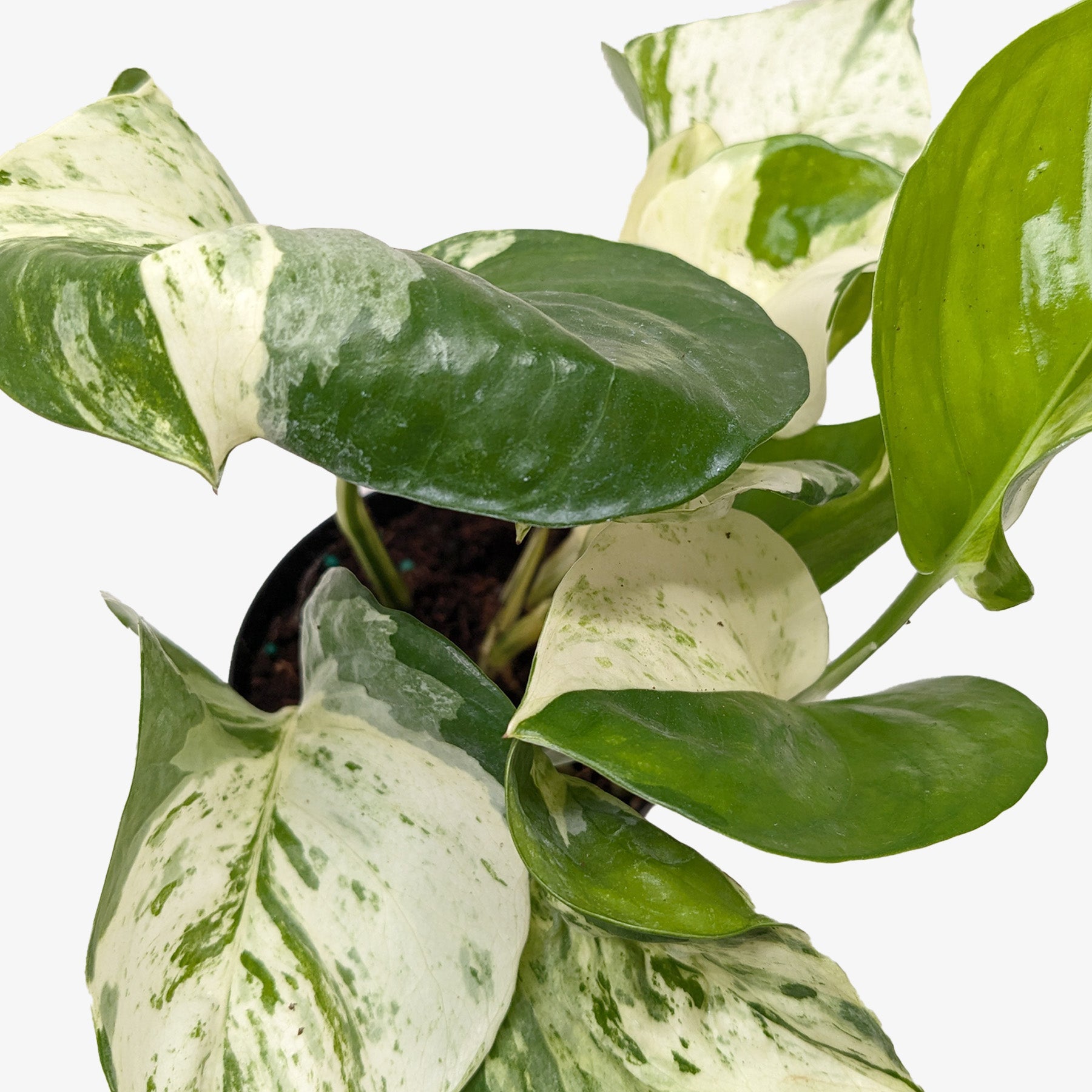 Pothos Manjula potted plant