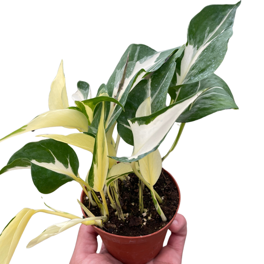 Pothos 'Mutant Manjula'