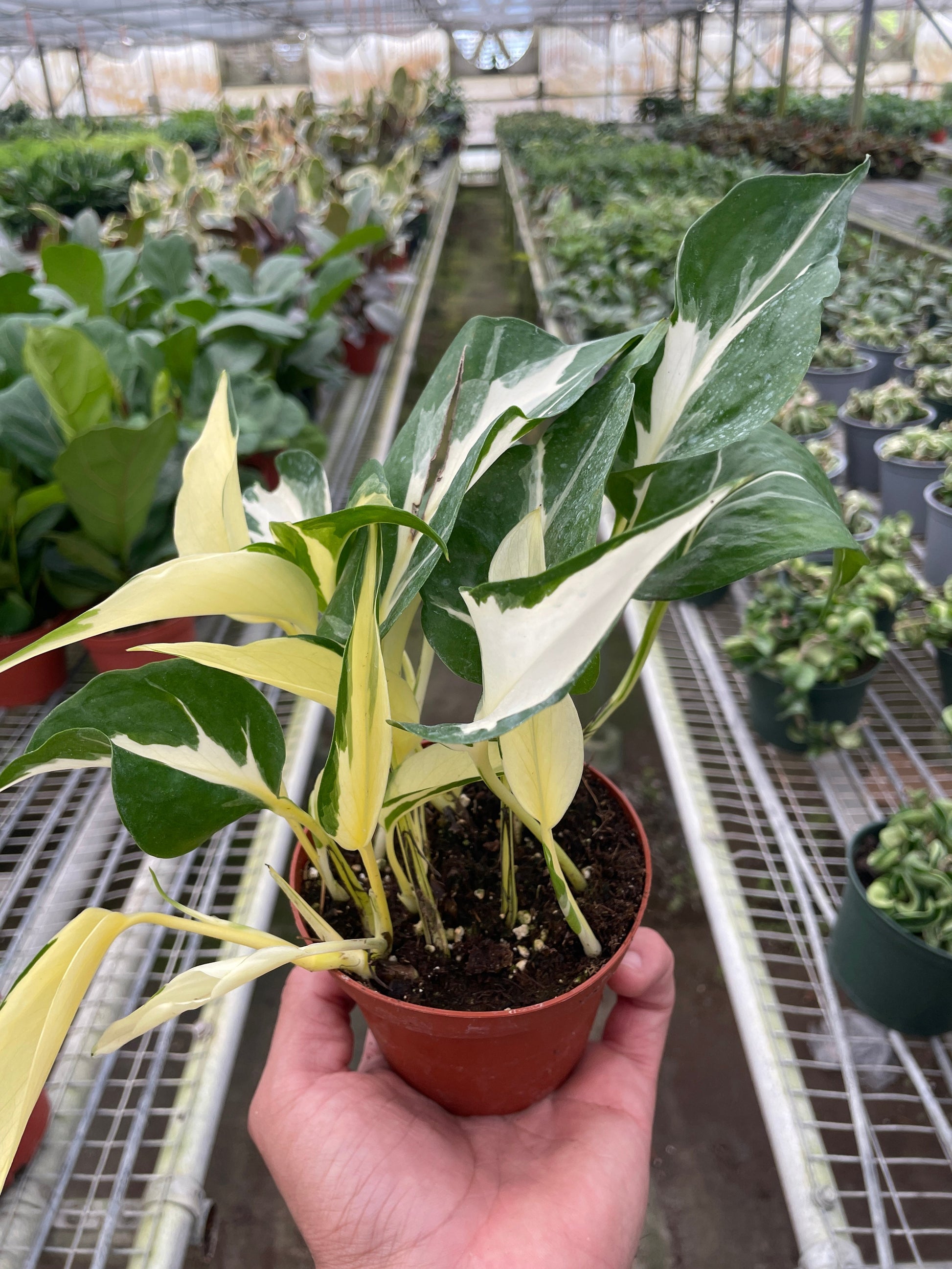 Pothos 'Mutant Manjula' potted plant