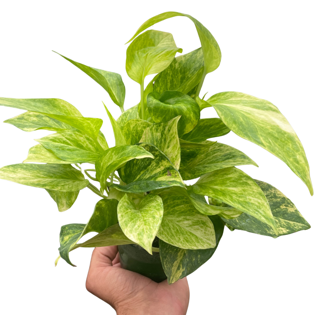 Pothos 'Neon Queen' potted plant