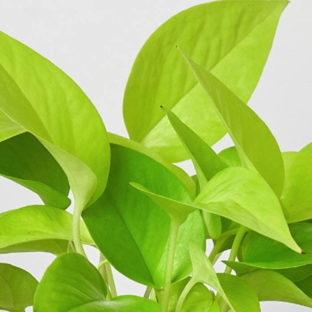 Pothos 'Neon' potted plant