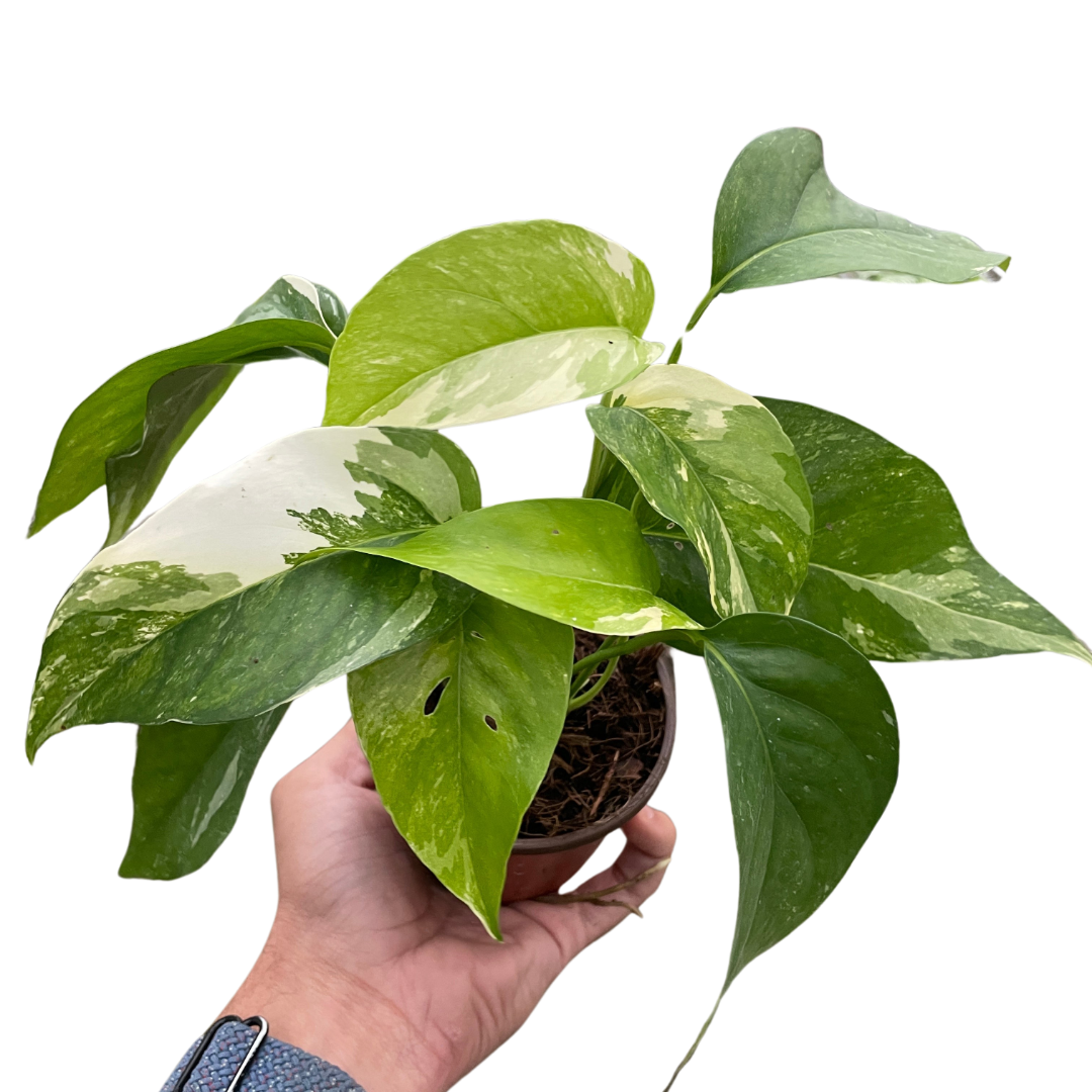 Pothos 'Albo Variegata' potted plant