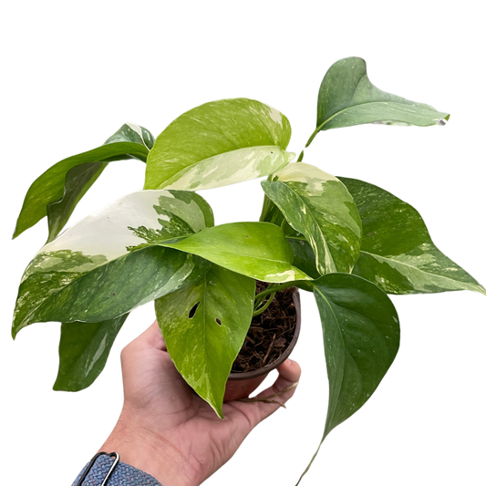 Pothos 'Albo Variegata' potted plant