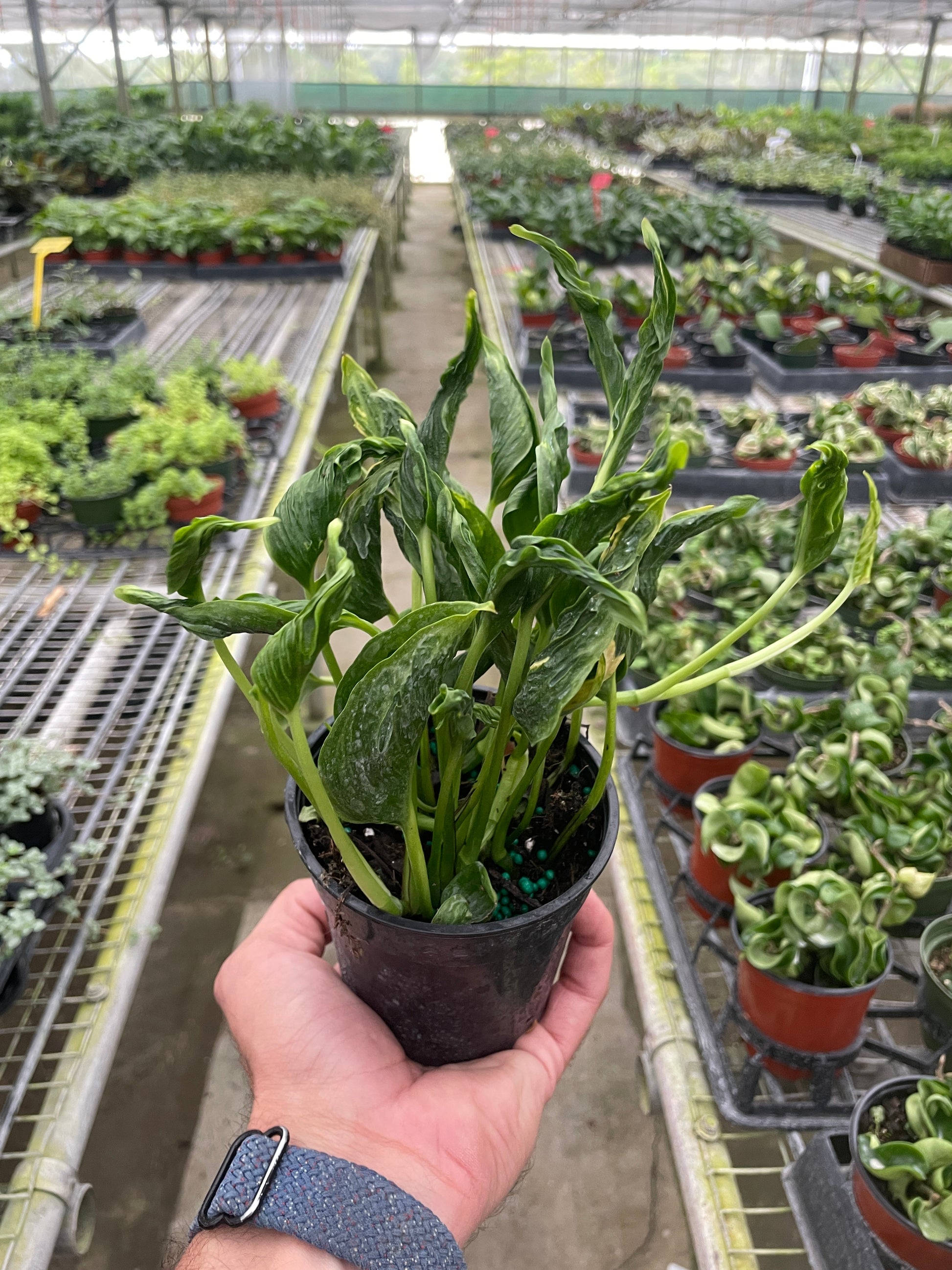 Pothos 'Shangri La' potted plant