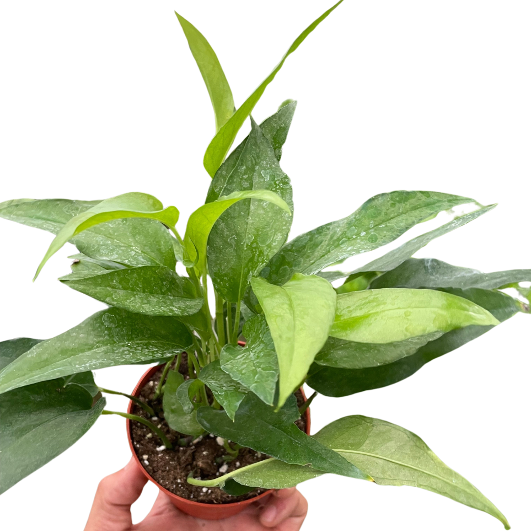 Pothos Skeleton Key potted plant