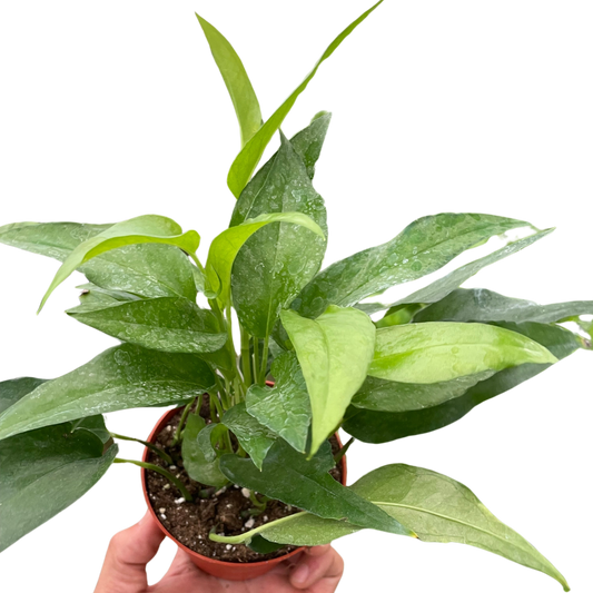 Pothos Skeleton Key potted plant