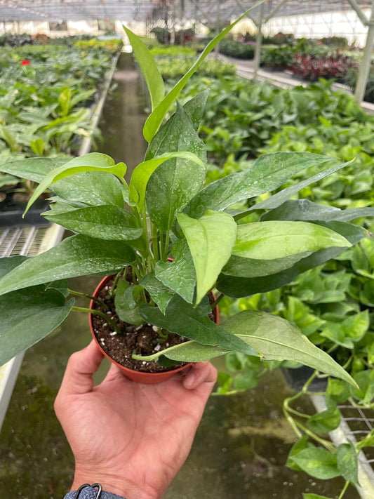 Pothos Skeleton Key potted plant