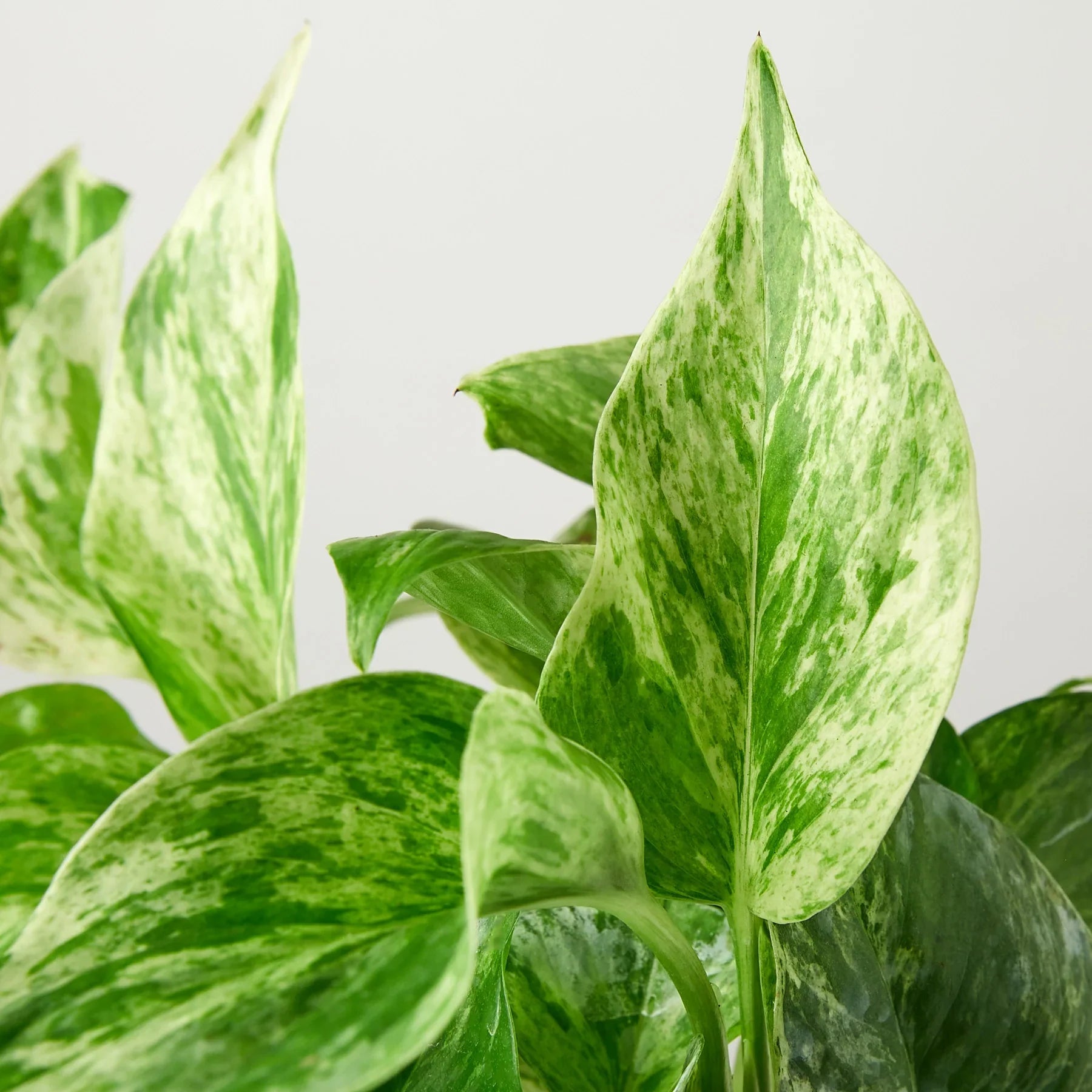 Pothos 'Marble Queen' potted plant