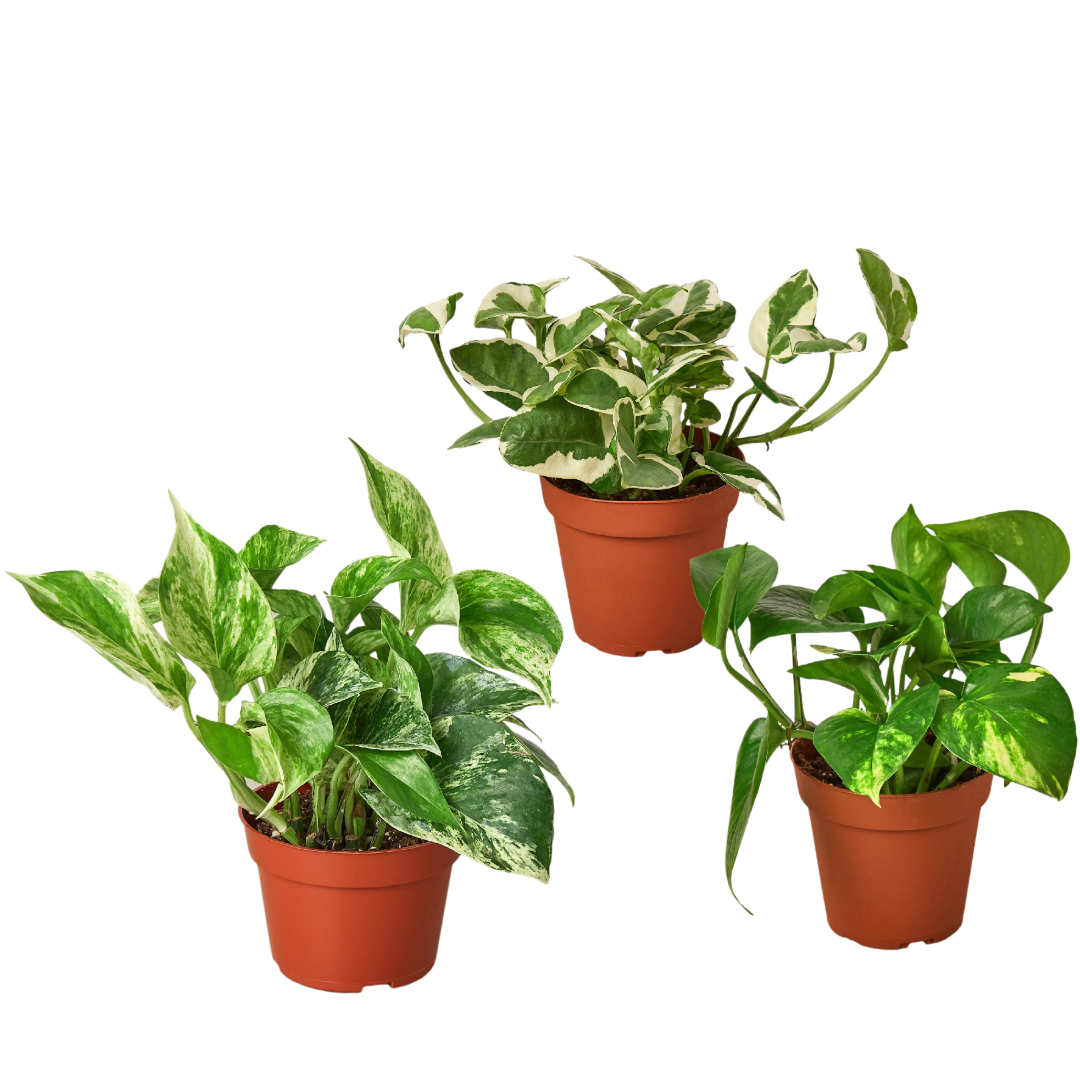 3 Pothos Variety Pack / 4" Pot / Live Plant / Home and Garden Plants 4" potted plant