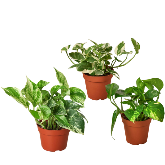 3 Pothos Variety Pack / 4" Pot / Live Plant / Home and Garden Plants 4" potted plant