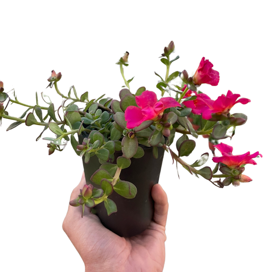 Purslane potted plant