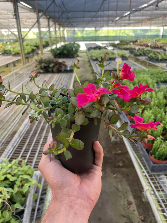 Purslane potted plant