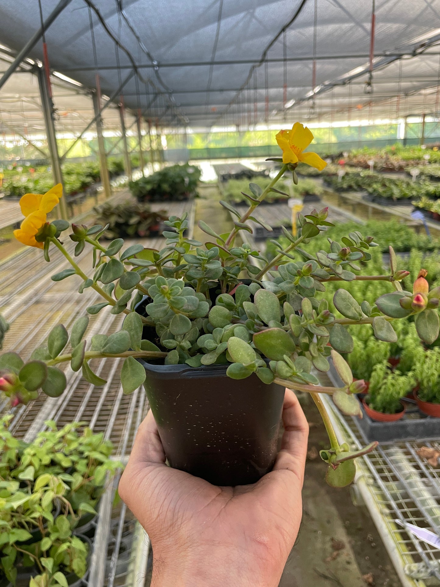Purslane potted plant