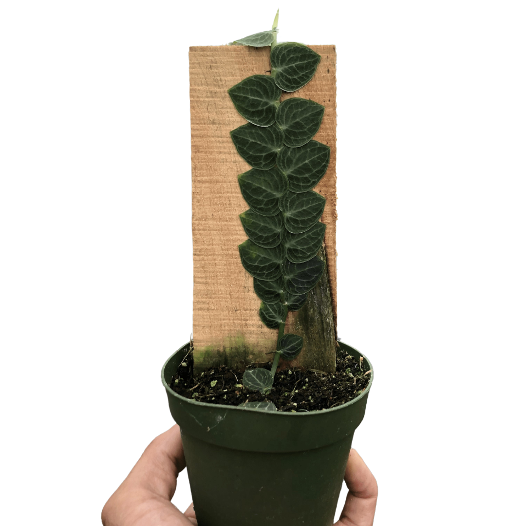 Rhaphidophora 'Cryptantha' (Shingle Plant) potted plant