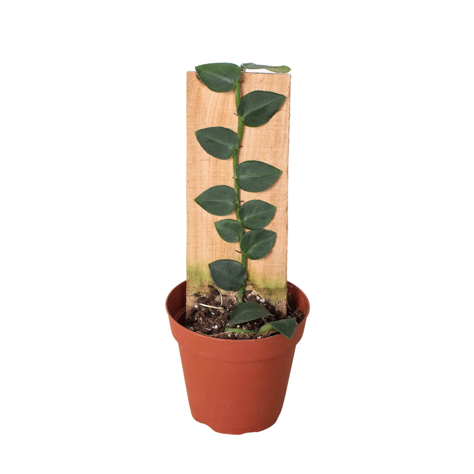 Rhaphidophora 'Hayi' (Shingle Plant) potted plant