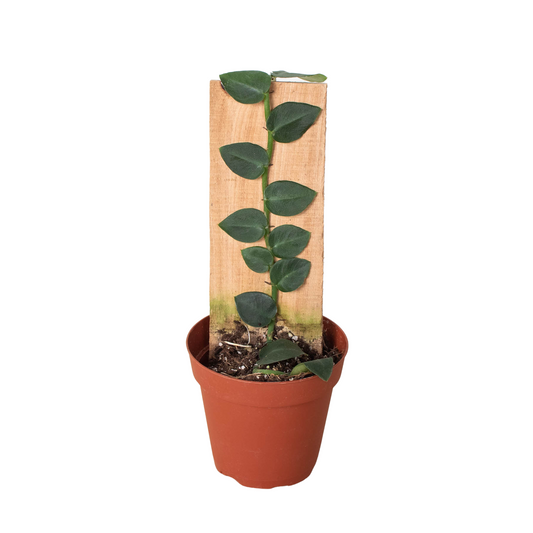 Rhaphidophora 'Hayi' (Shingle Plant) potted plant