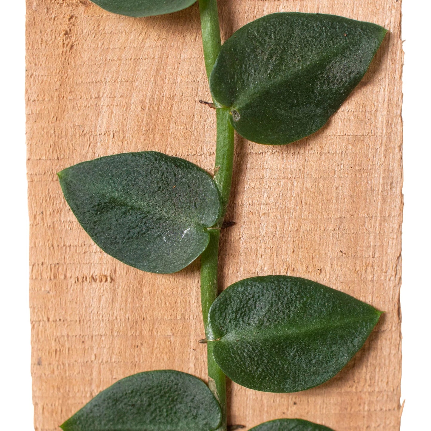 Rhaphidophora 'Hayi' (Shingle Plant) potted plant