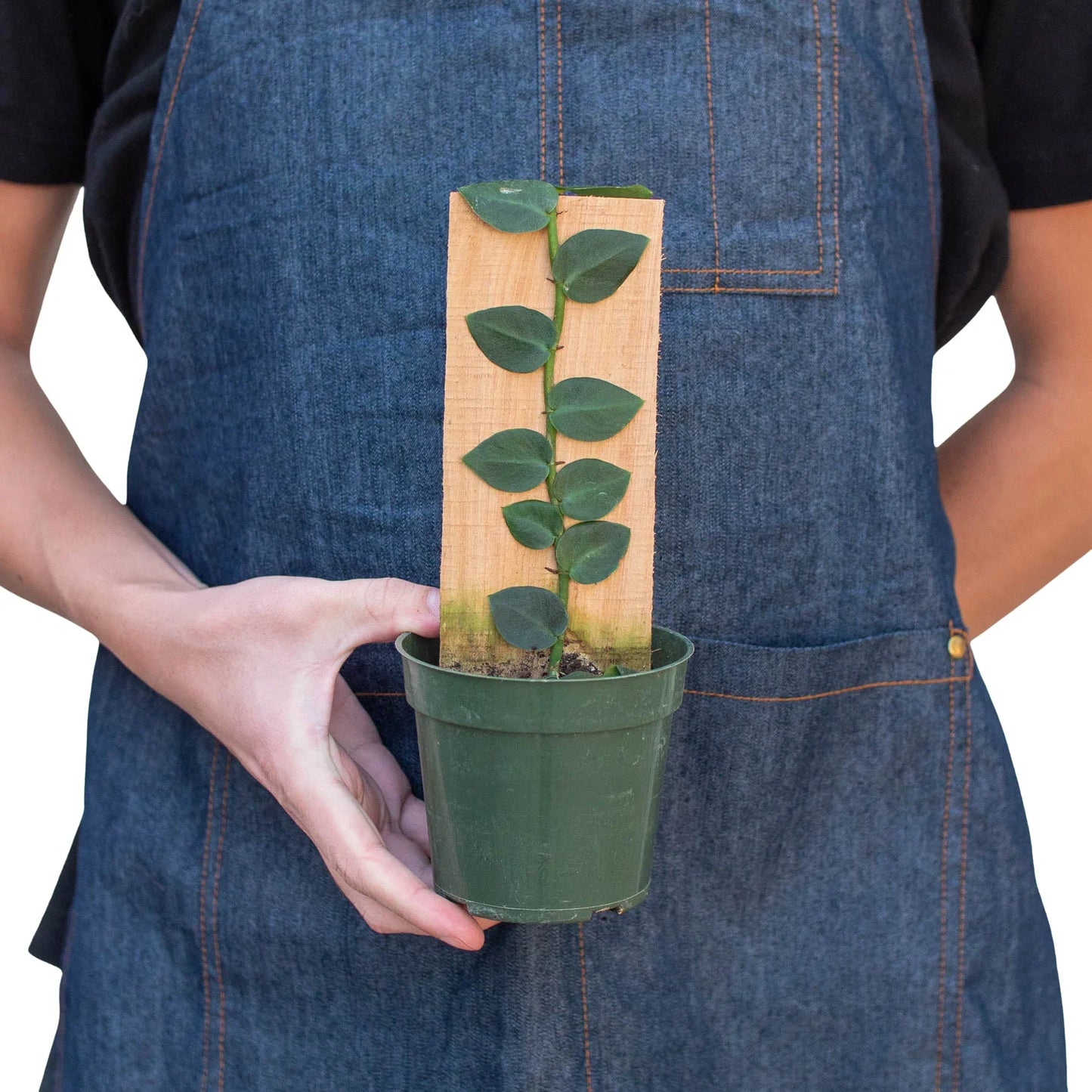 Rhaphidophora 'Hayi' (Shingle Plant) potted plant