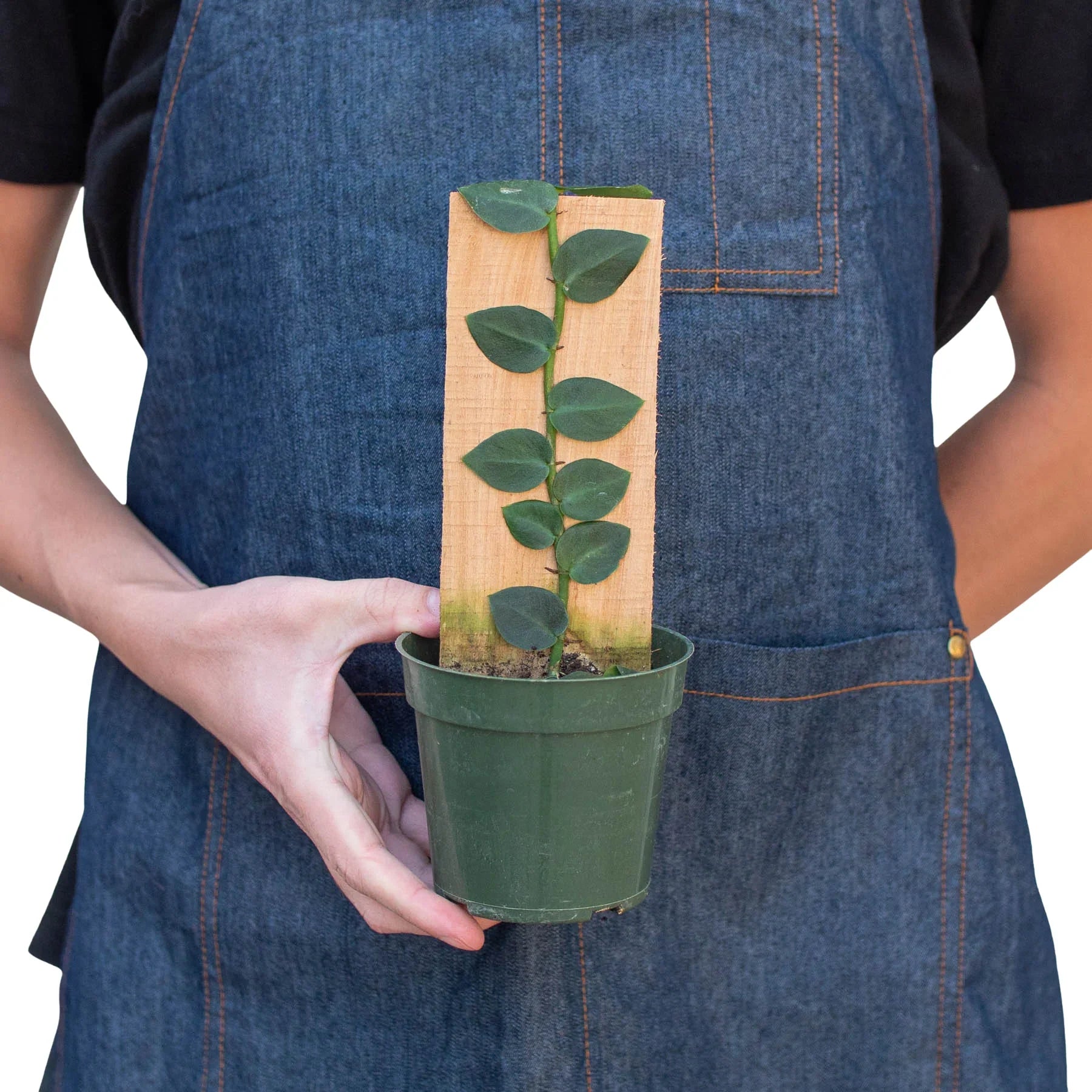 Rhaphidophora 'Hayi' (Shingle Plant) potted plant