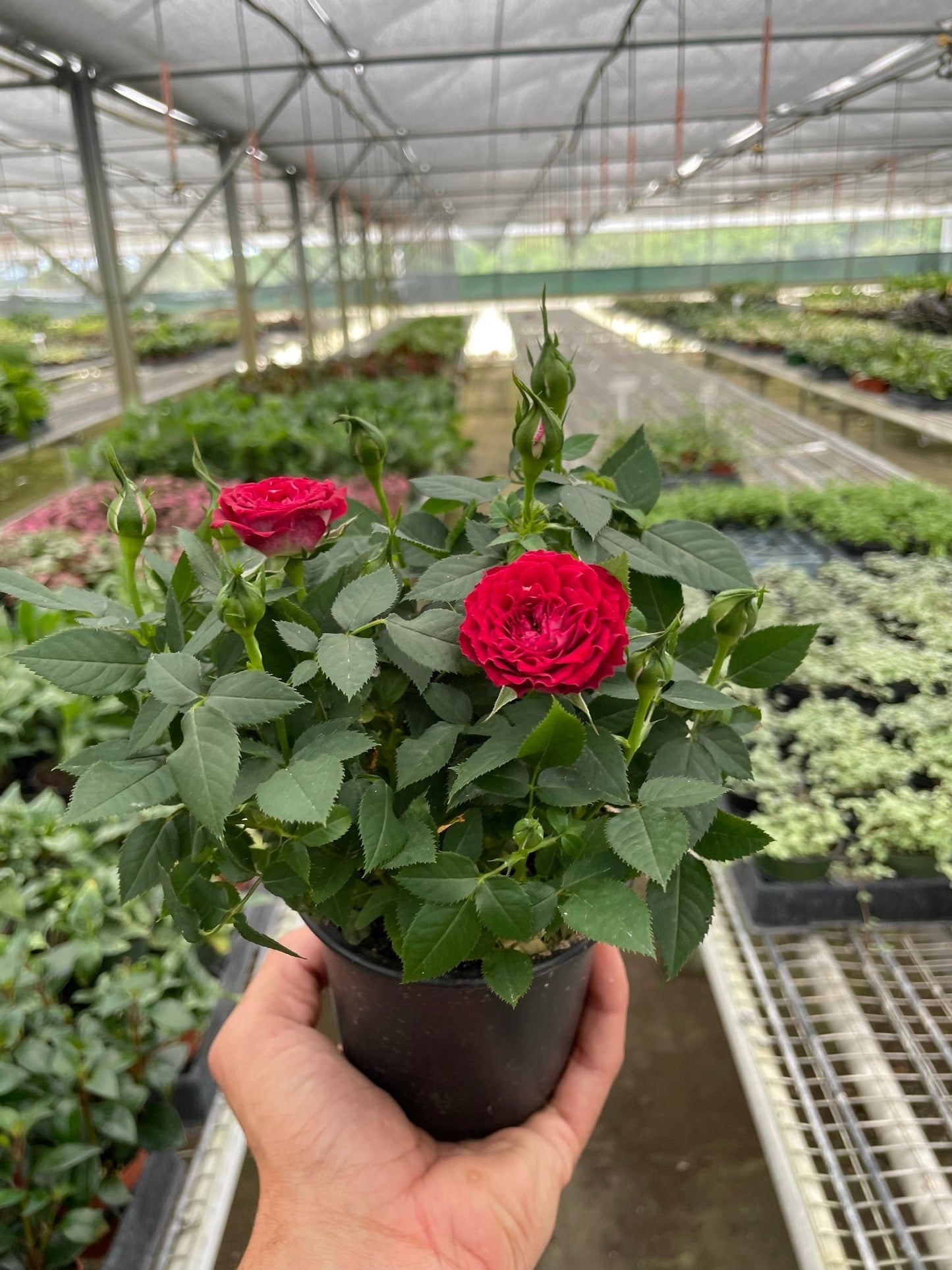 Mini Rose Bush 4" potted plant