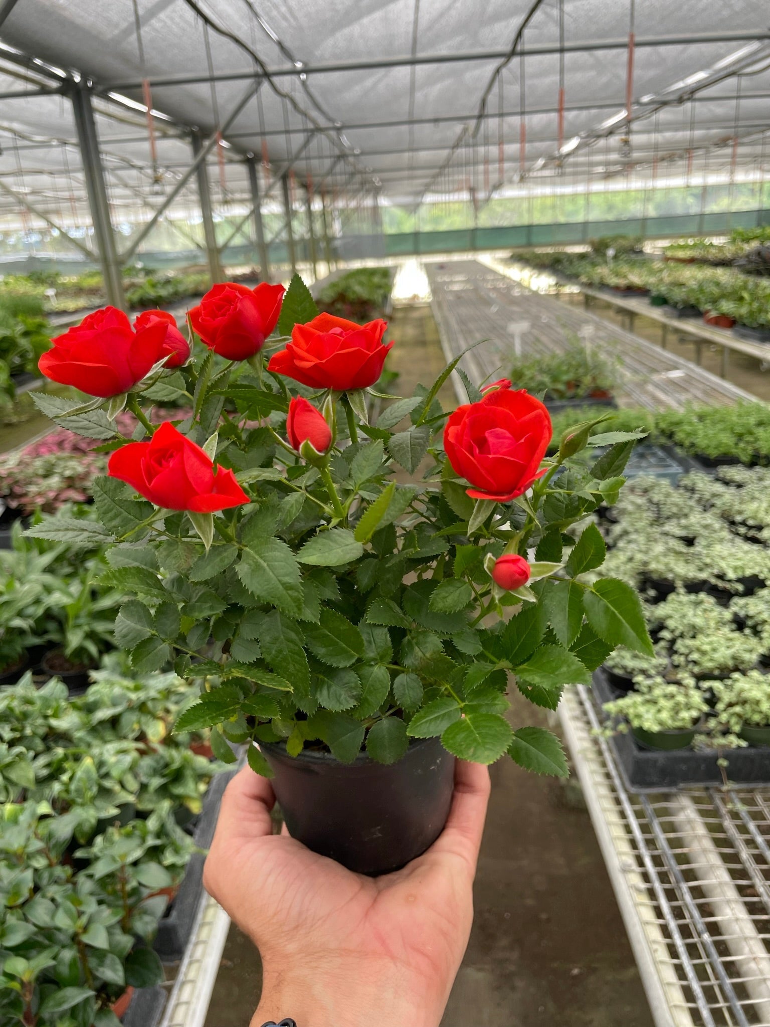 Mini Rose Bush 4" potted plant