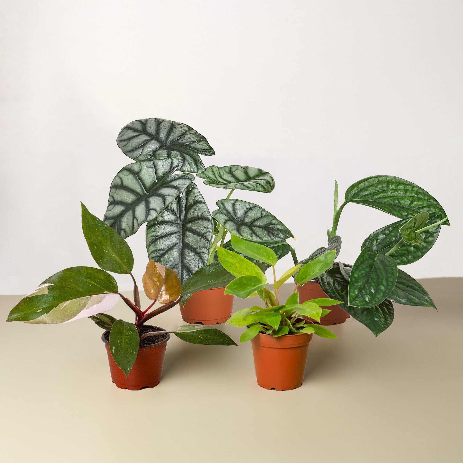 Rare Plant Bundle potted plant