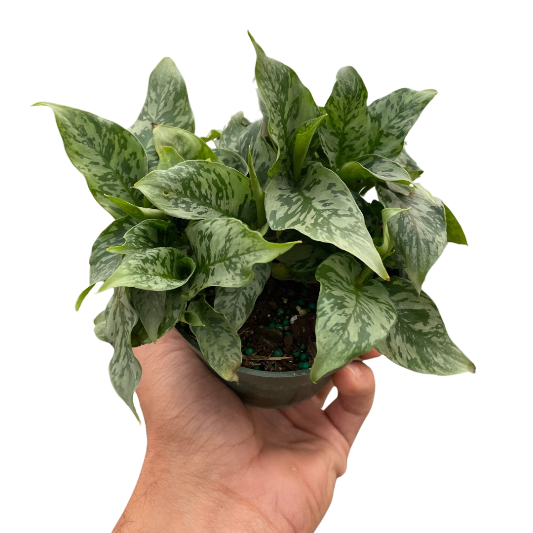 Schismatoglottis 'Thailand' potted plant