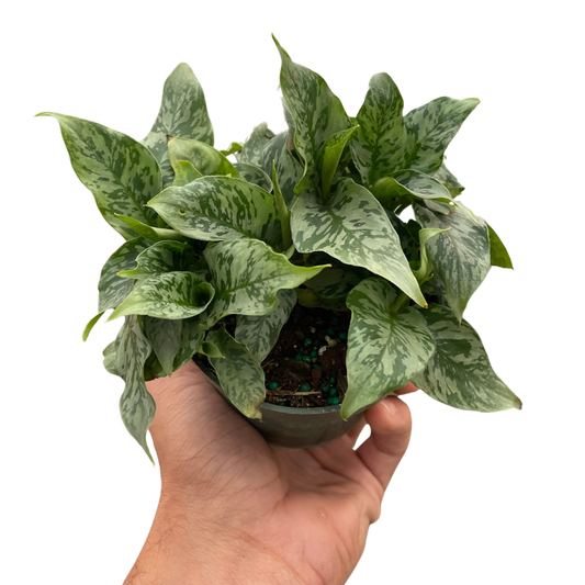 Schismatoglottis 'Thailand' potted plant