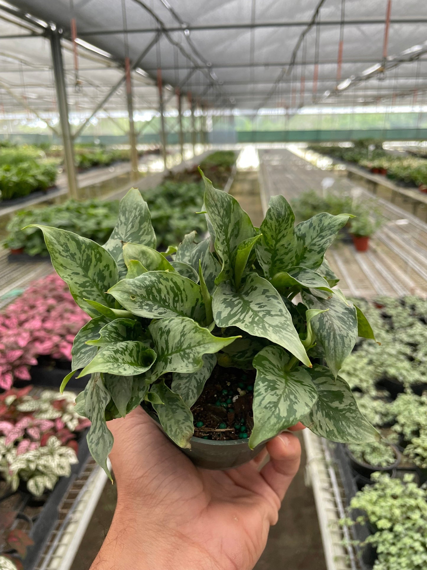 Schismatoglottis 'Thailand' potted plant