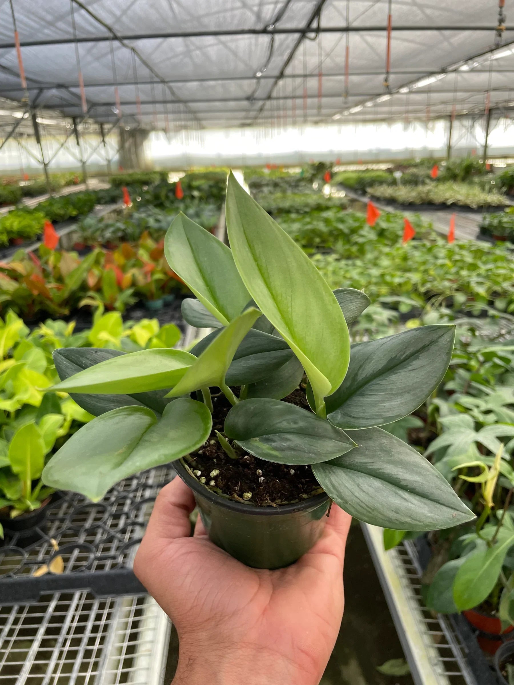 Scindapsus 'Moonlight' potted plant