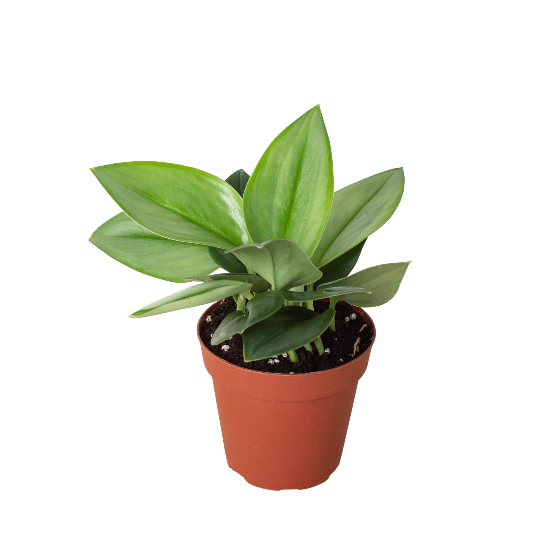 Scindapsus 'Moonlight' potted plant