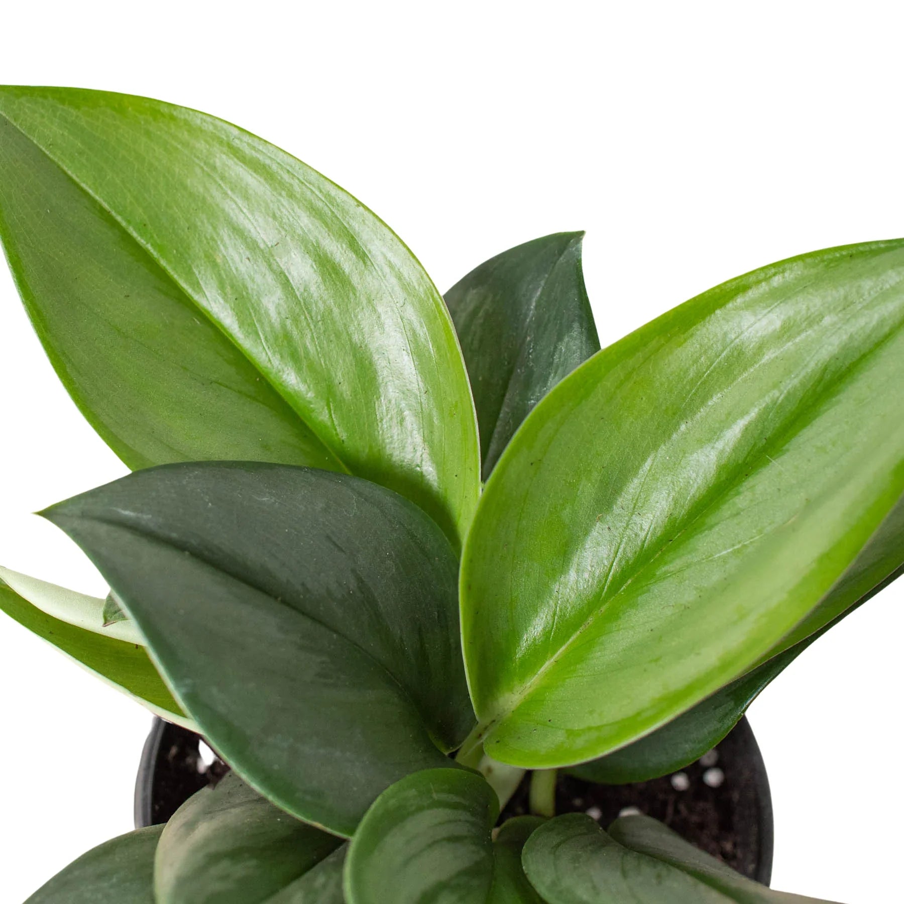 Scindapsus 'Moonlight' potted plant