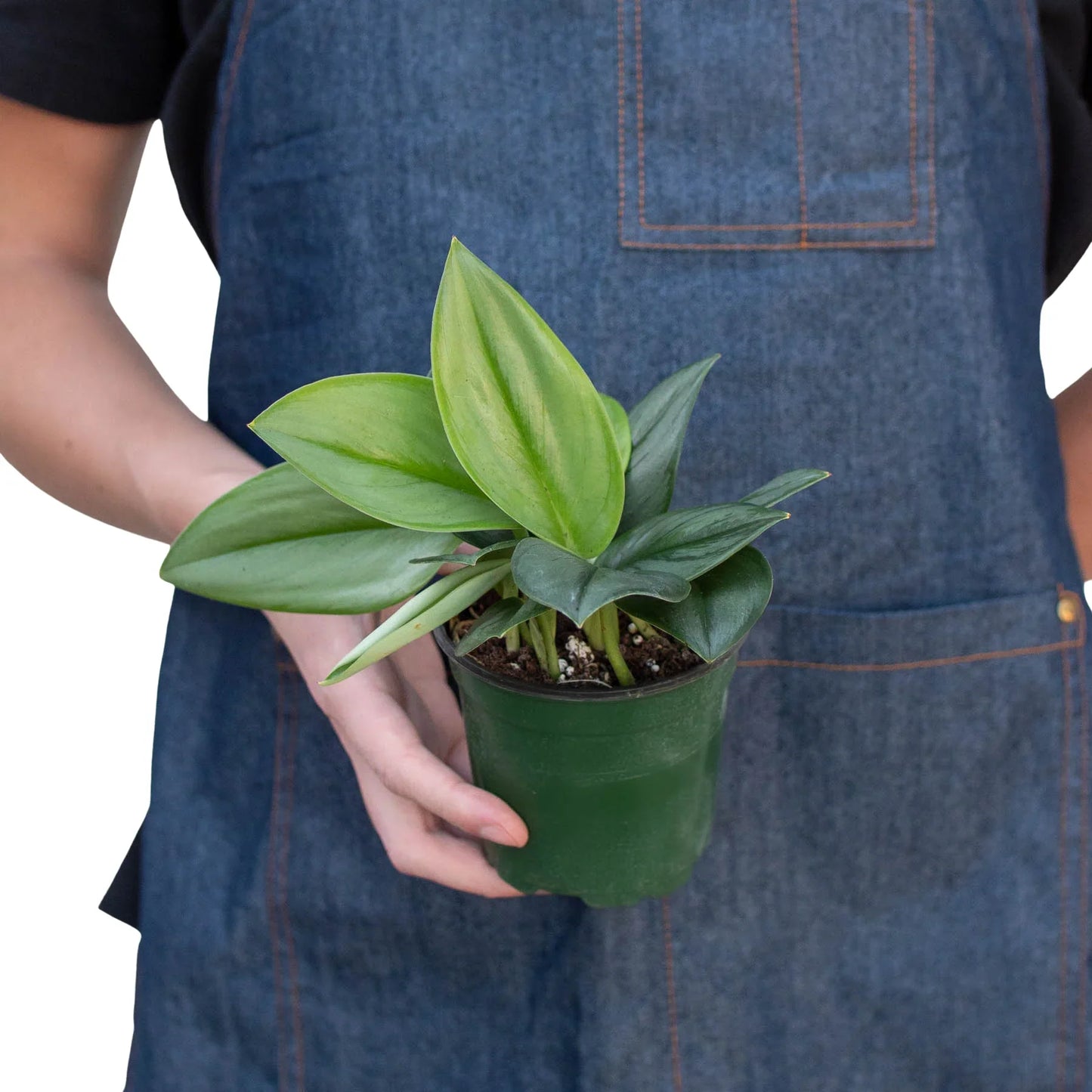 Scindapsus 'Moonlight' potted plant
