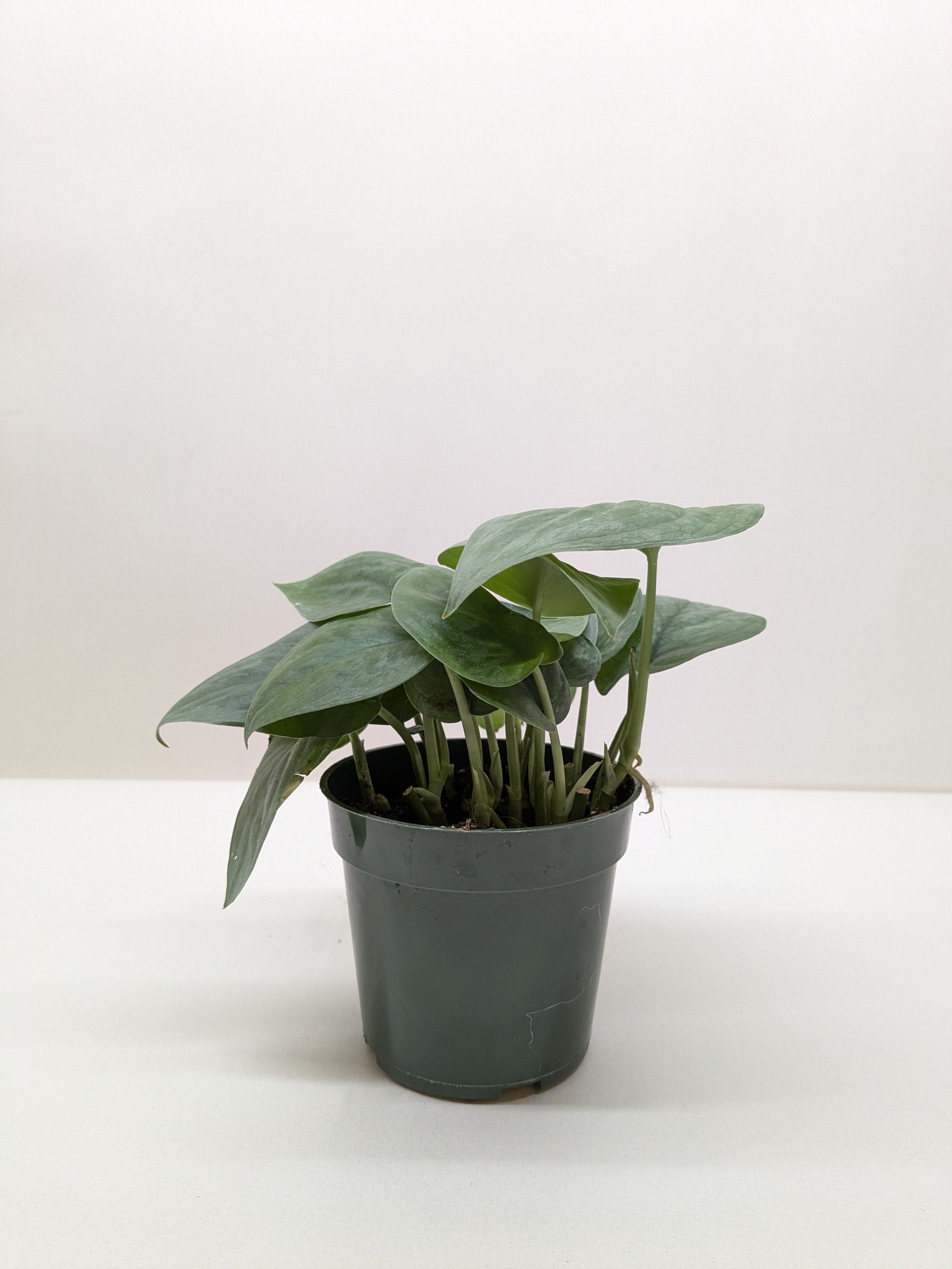 Scindapsus Platinum Java potted plant
