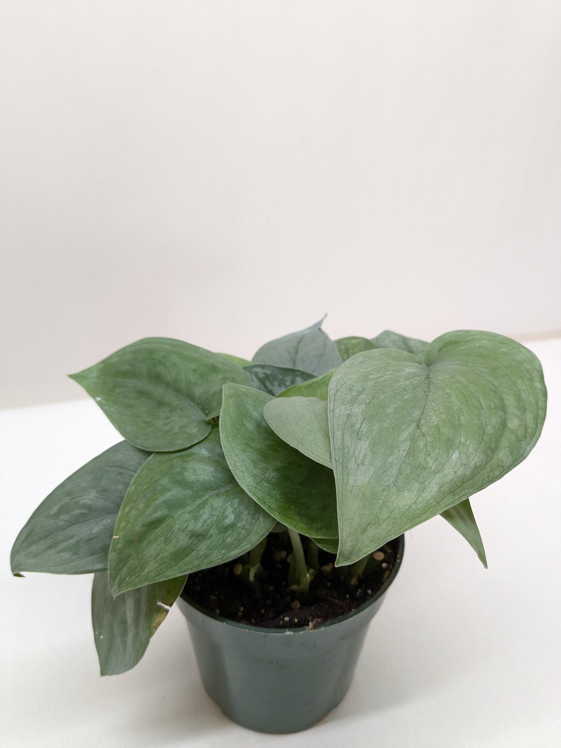 Scindapsus Platinum Java potted plant