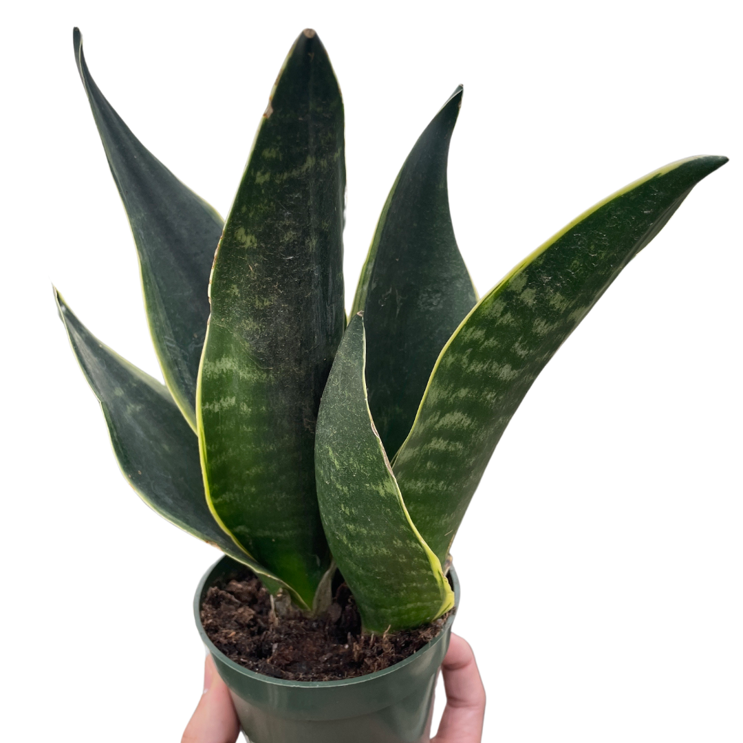 Snake 'Fabi' potted plant
