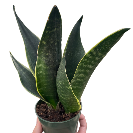 Snake 'Fabi' potted plant