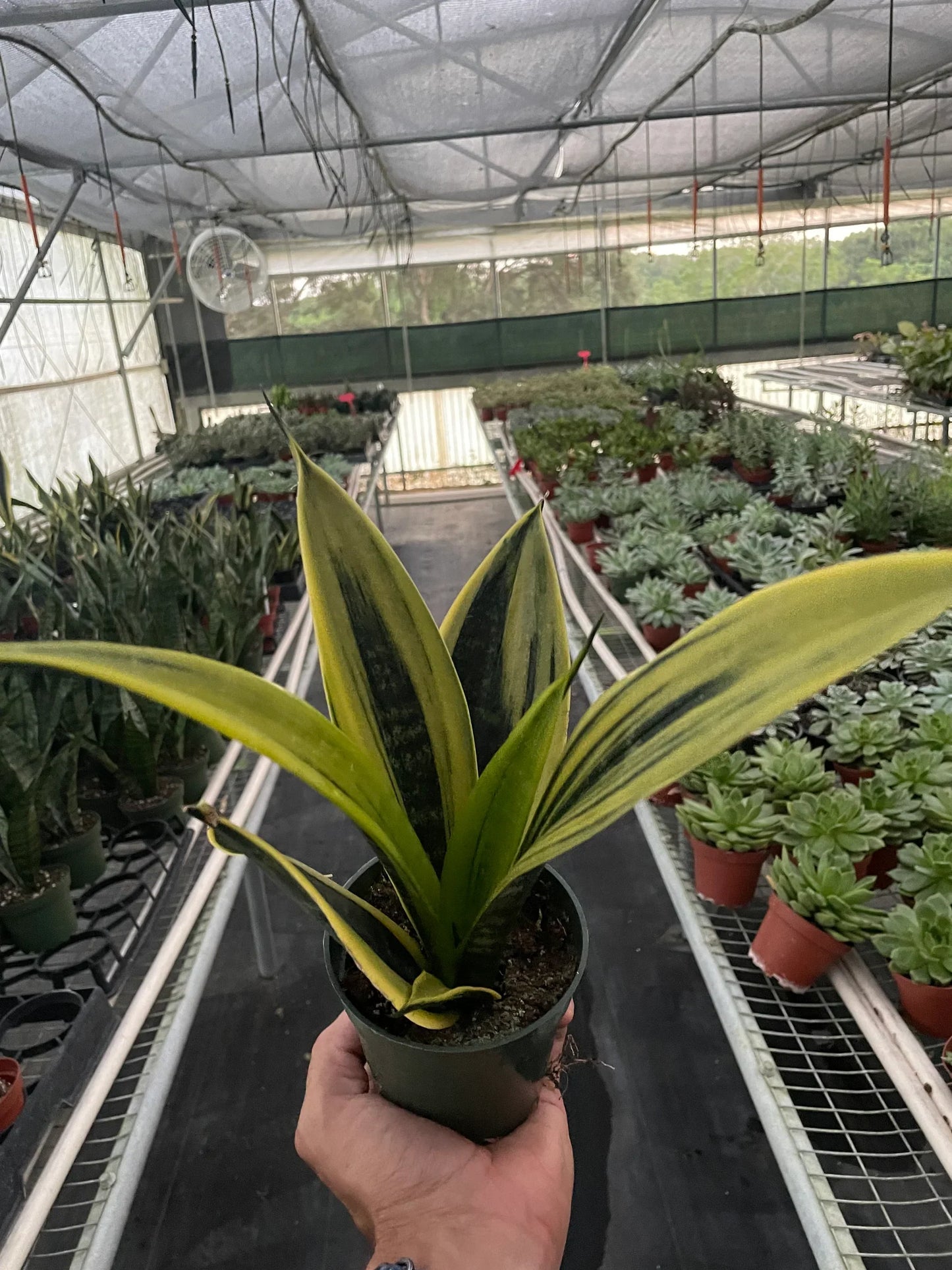 Snake 'Gold Flame' 6" potted plant