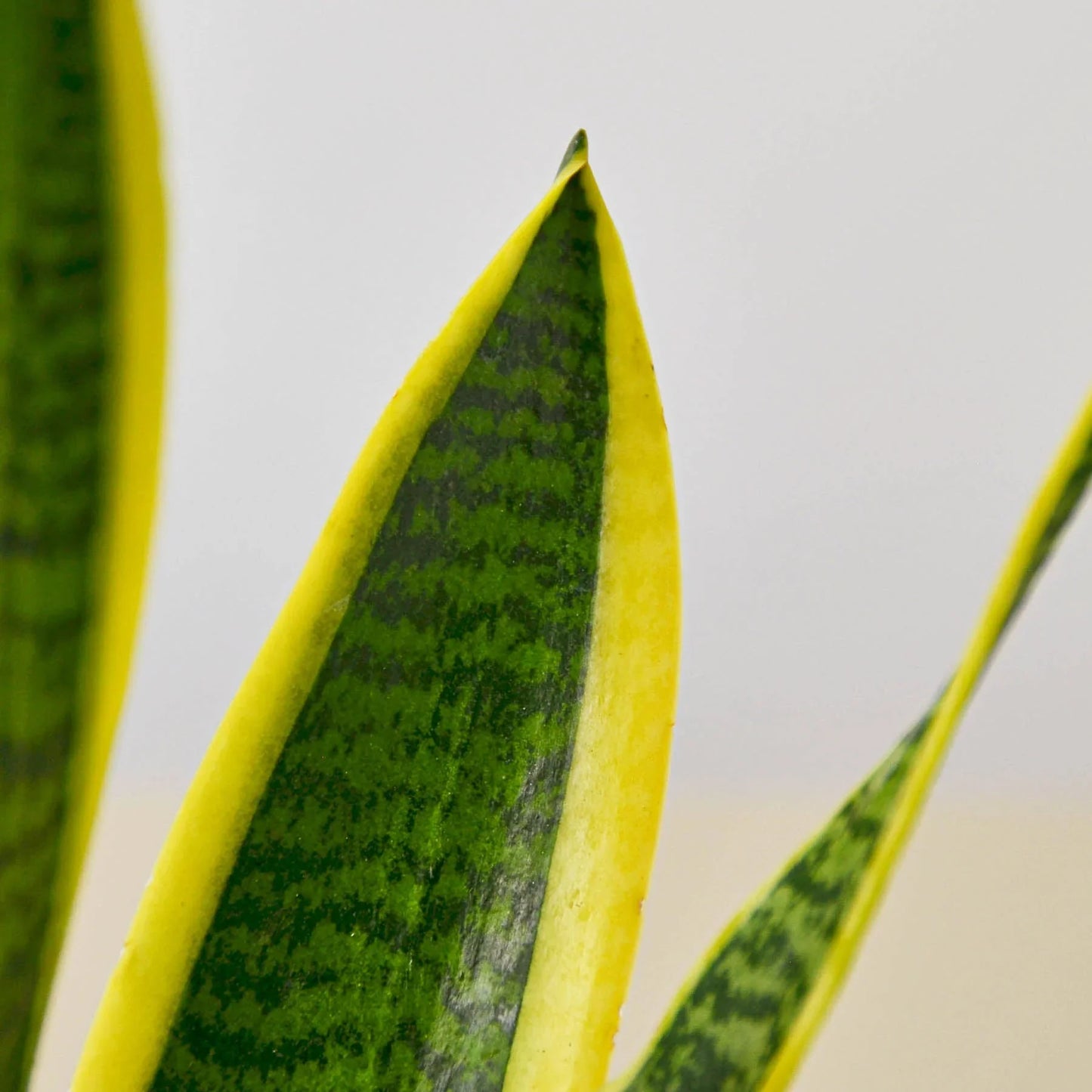 Snake Plant Laurentii 4" potted plant