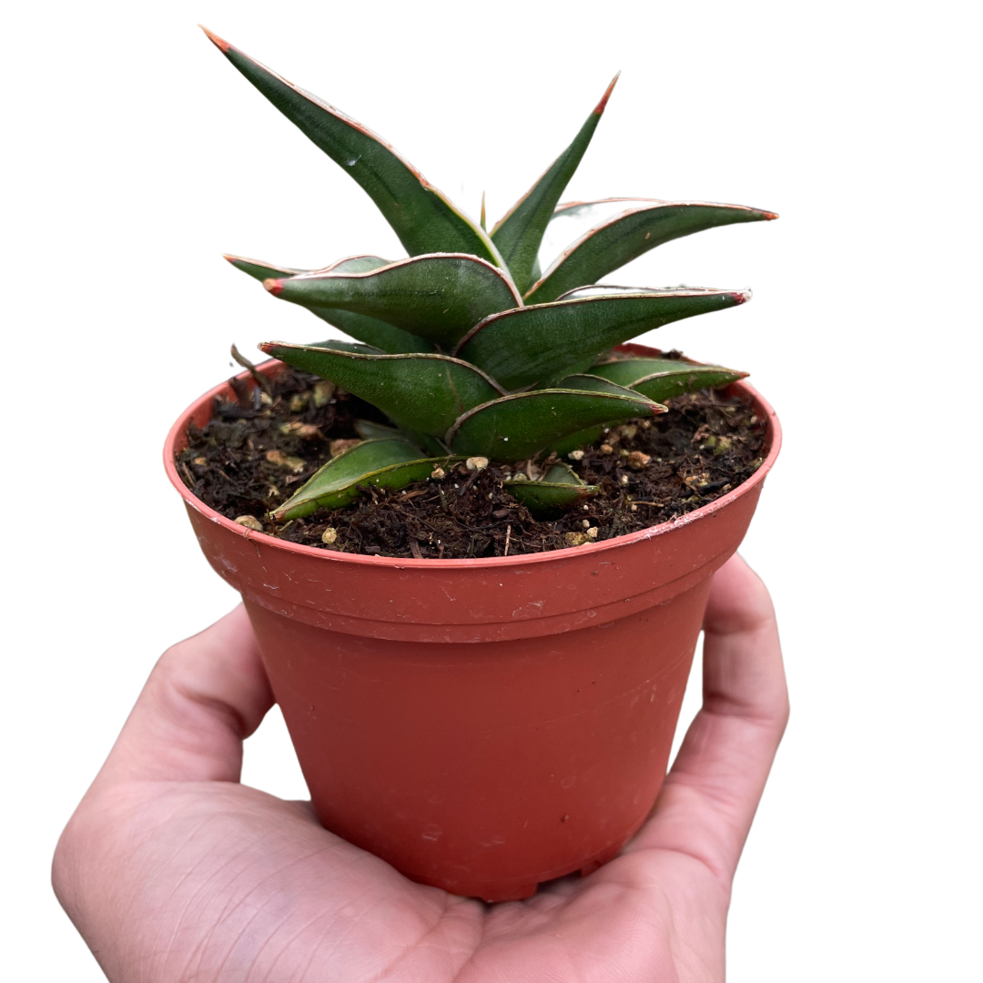Snake 'Lavranos' 6" potted plant