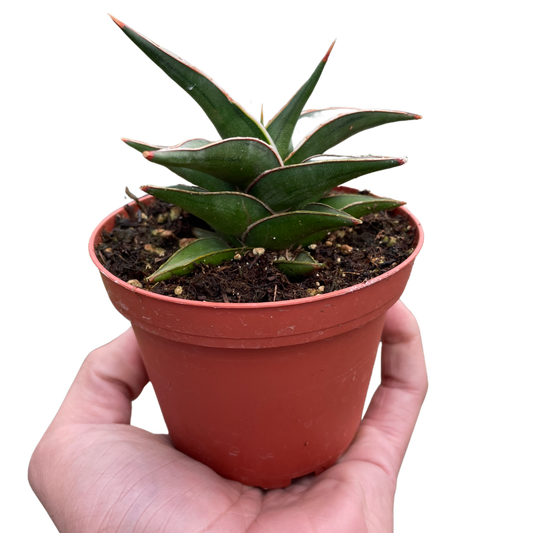 Snake 'Lavranos' 6" potted plant